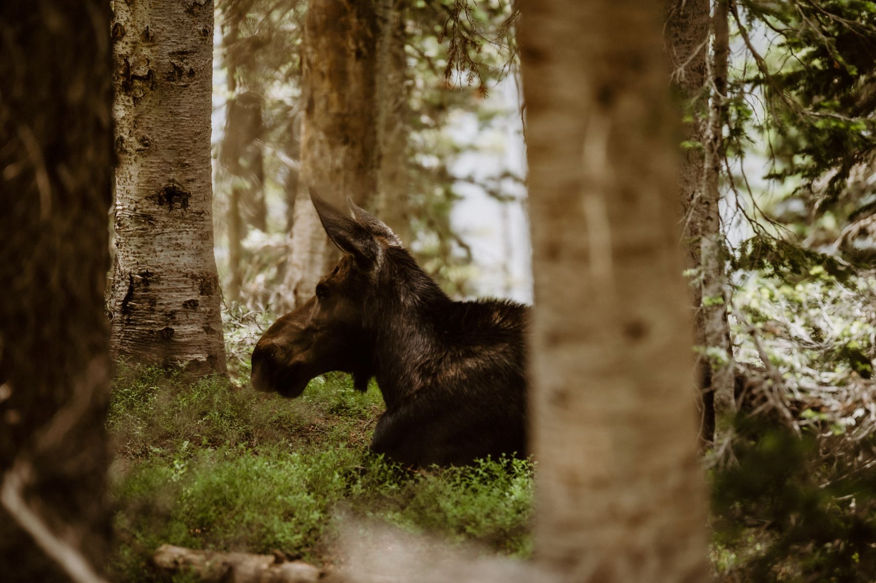 a moose sitting on the ground behind some trees 